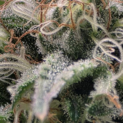 Strain for gain  #1 growlog timeline photo