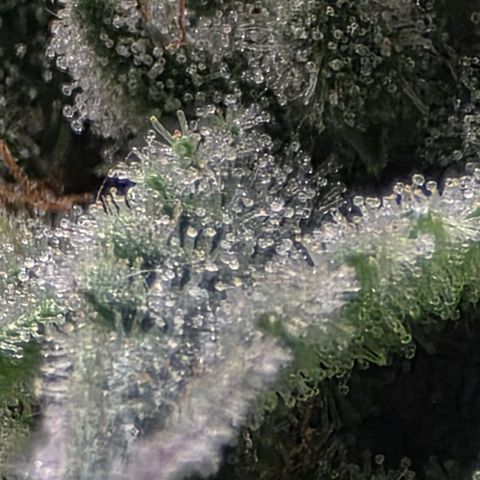 Strain for gain  #1 growlog timeline photo