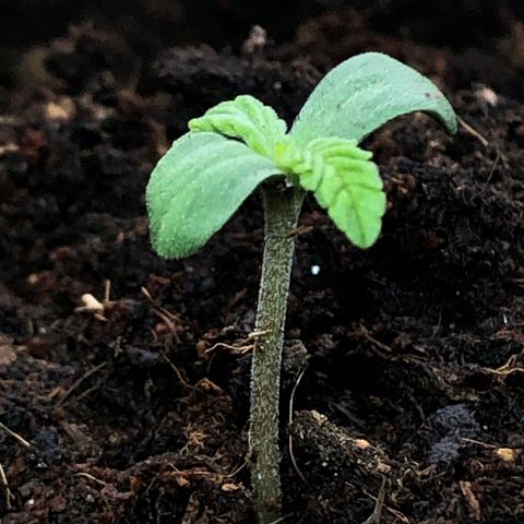 The Notorious B.U.D. aka Buddie growlog photo: De volle 3CM