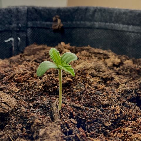The Notorious B.U.D. aka Buddie growlog timeline photo