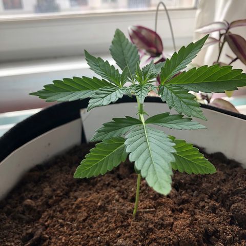 The Notorious B.U.D. aka Buddie growlog timeline photo