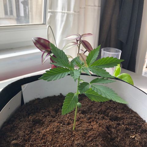 The Notorious B.U.D. aka Buddie growlog timeline photo