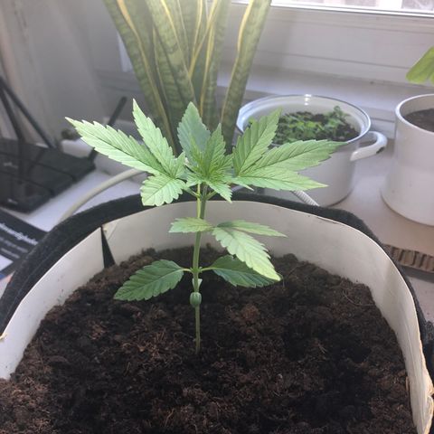 The Notorious B.U.D. aka Buddie growlog timeline photo