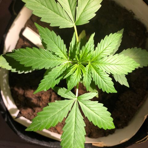 The Notorious B.U.D. aka Buddie growlog timeline photo