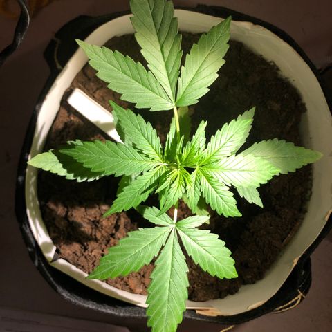 The Notorious B.U.D. aka Buddie growlog timeline photo
