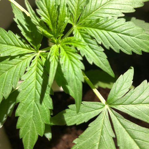 The Notorious B.U.D. aka Buddie growlog timeline photo
