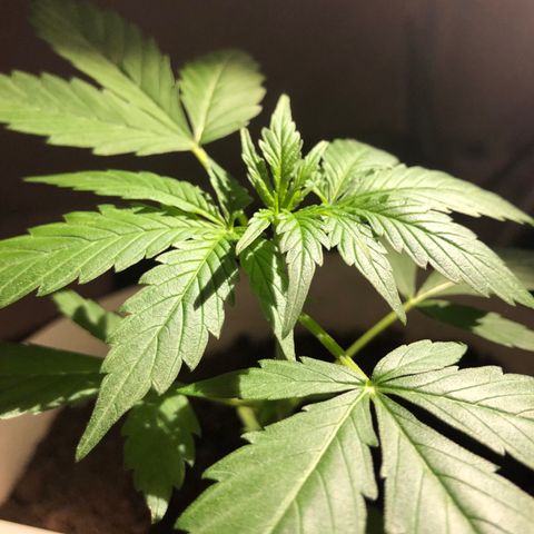 The Notorious B.U.D. aka Buddie growlog timeline photo