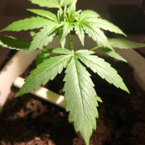 The Notorious B.U.D. aka Buddie growlog timeline photo