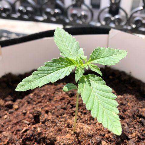 The Notorious B.U.D. aka Buddie growlog timeline photo