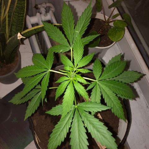 The Notorious B.U.D. aka Buddie growlog timeline photo