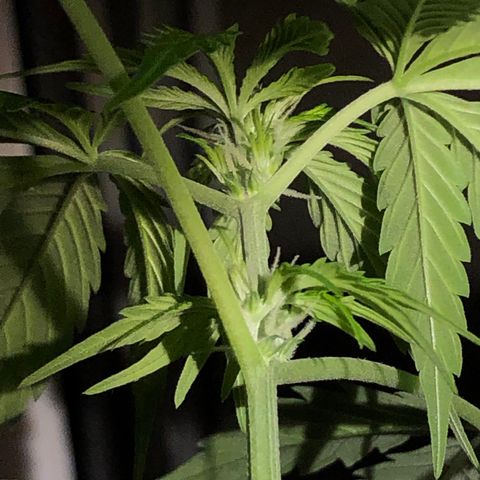 The Notorious B.U.D. aka Buddie growlog timeline photo