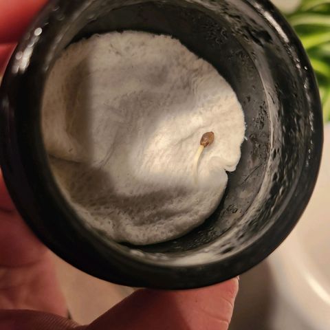 C99 Fast Growlog-Foto 2