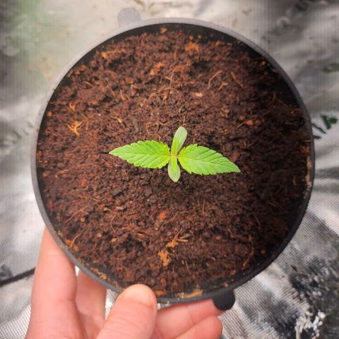 C99 Fast growlog photo: Long scraggly seedling - Repotted in coco, lowered light, started nutrients 1ml/l 