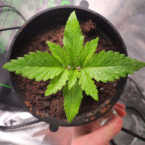C99 Fast growlog timeline photo
