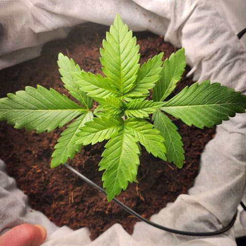 C99 Fast growlog timeline photo
