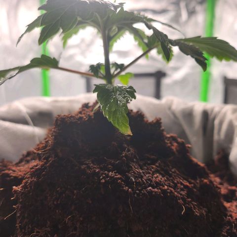 C99 Fast growlog timeline photo