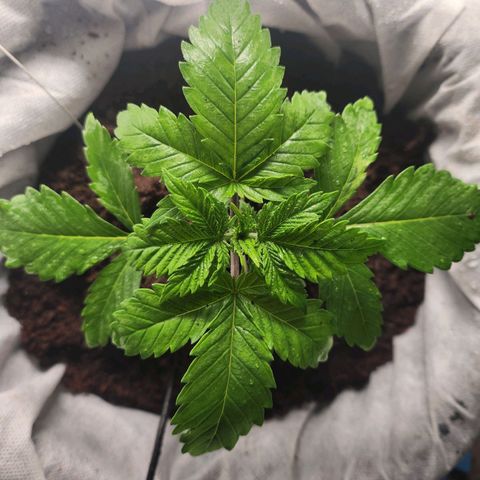 C99 Fast growlog timeline photo