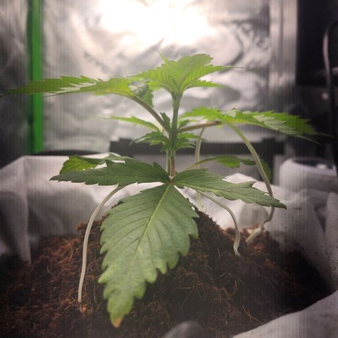 C99 Fast growlog timeline photo