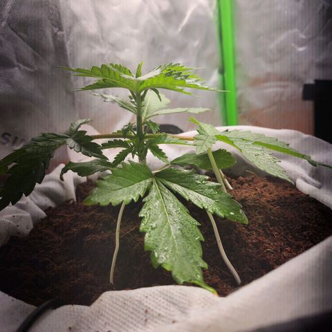 C99 Fast growlog timeline photo