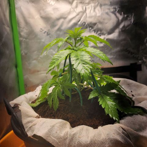 C99 Fast growlog timeline photo