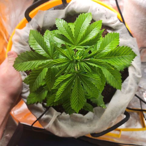C99 Fast growlog timeline photo