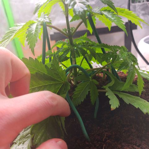 C99 Fast growlog timeline photo