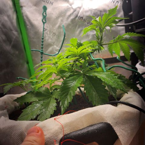 C99 Fast growlog timeline photo