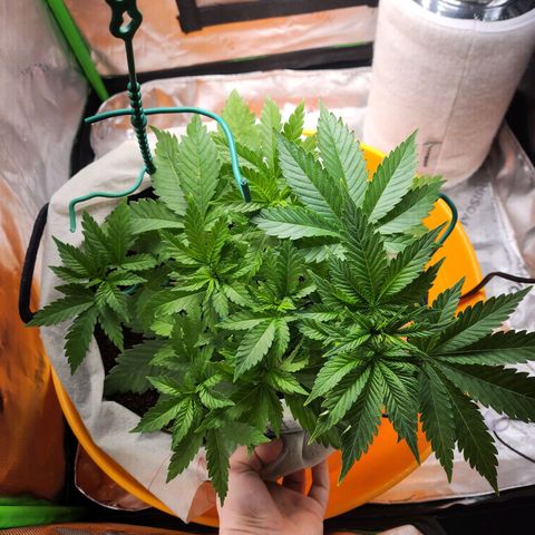 C99 Fast growlog timeline photo