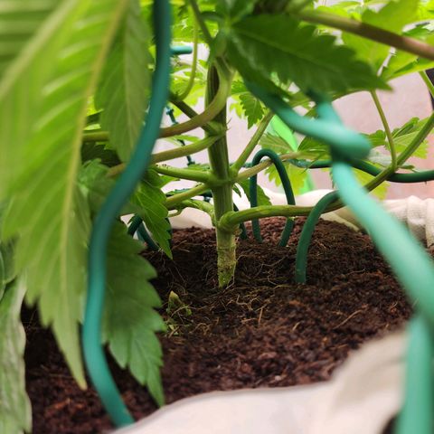 C99 Fast growlog photo: -40c outside this week. Cindy in the basement 