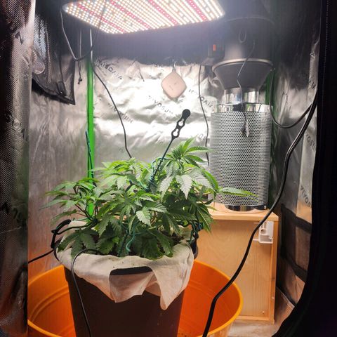 C99 Fast growlog photo: Close to flowering time