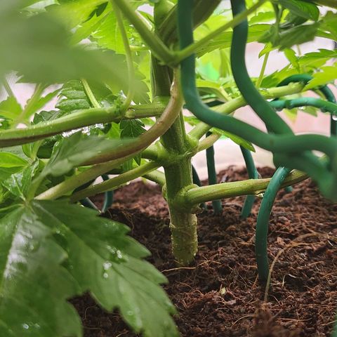 C99 Fast growlog photo: Close to flowering time
