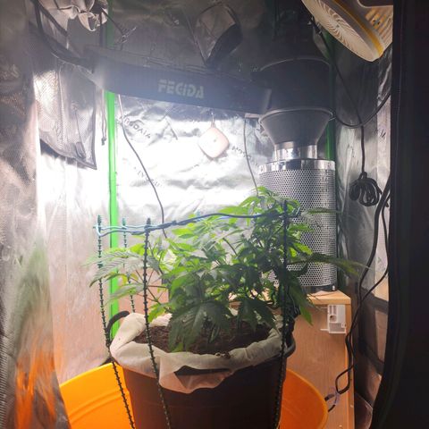C99 Fast growlog timeline photo