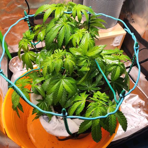C99 Fast growlog photo: A bit dry.. looks sad. Pesticide spray down before switching to flower 
