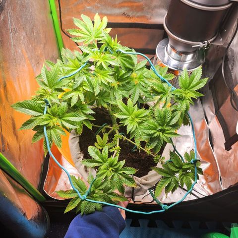 C99 Fast growlog photo: New growth, looks like a recovery 