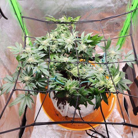 C99 Fast growlog timeline photo
