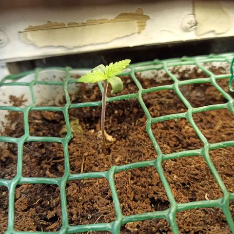 Kalashnikova #1 growlog timeline photo
