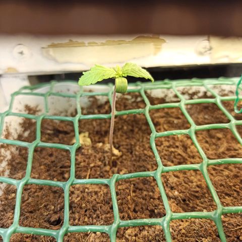 Kalashnikova #1 growlog timeline photo