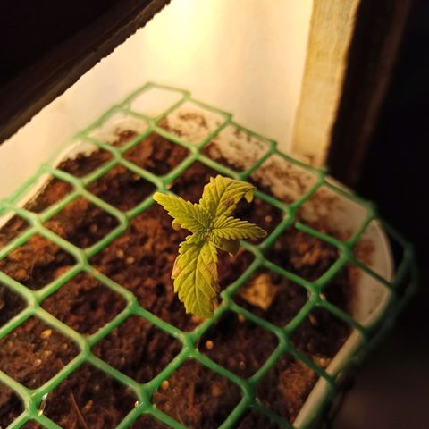 Kalashnikova #1 growlog photo: Приболела(