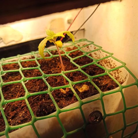 Kalashnikova #1 growlog photo: Приболела(