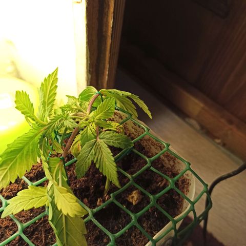 Kalashnikova #1 growlog timeline photo