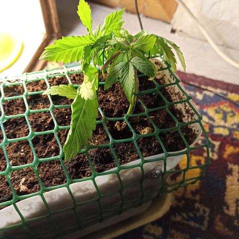 Kalashnikova #1 growlog timeline photo