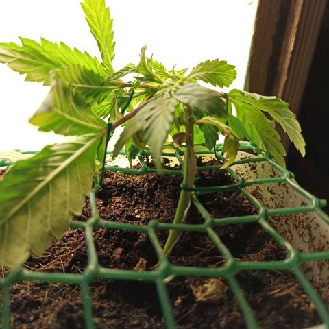 Kalashnikova #1 growlog timeline photo