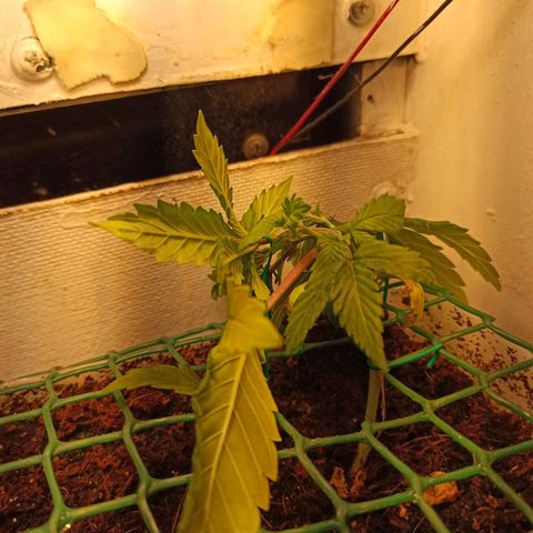 Kalashnikova #1 growlog timeline photo