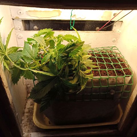 Kalashnikova #1 growlog timeline photo
