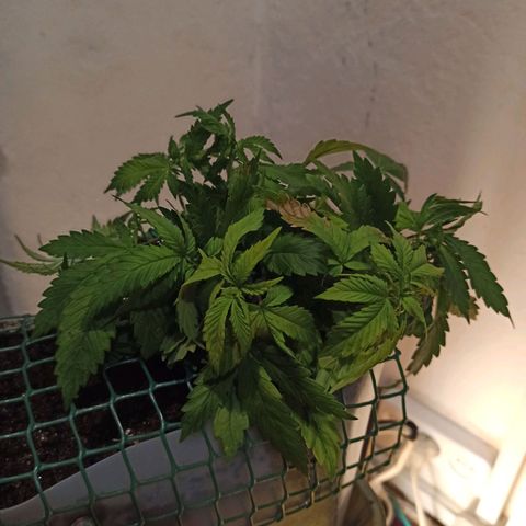 Kalashnikova #1 growlog timeline photo