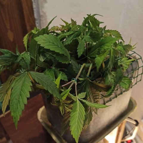 Kalashnikova #1 growlog timeline photo