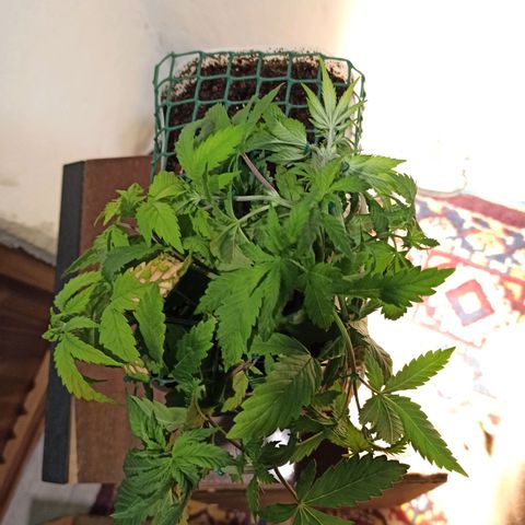 Kalashnikova #1 growlog timeline photo