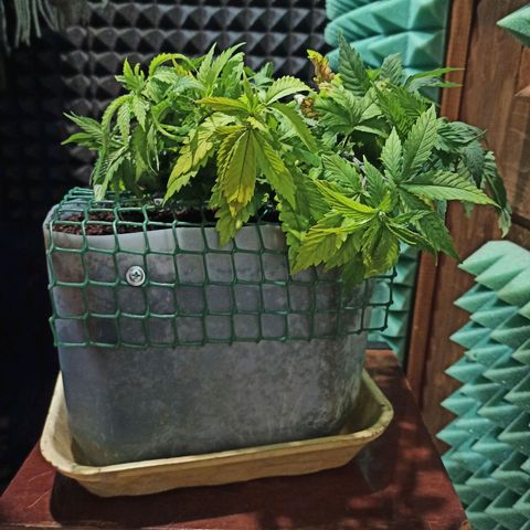 Kalashnikova #1 growlog timeline photo