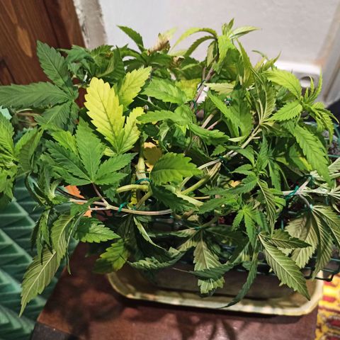 Kalashnikova #1 growlog timeline photo