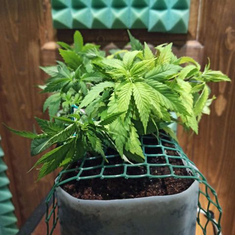 Kalashnikova #1 growlog timeline photo